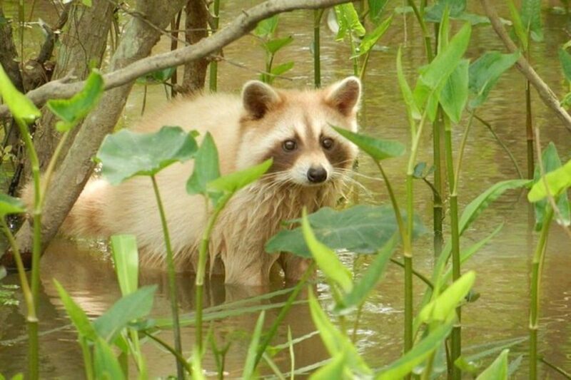 New Orleans: Honey Island Swamp and Bayou Boat Tour - Explore Louisiana’s Last Preserved Wetlands on a Honey Island Swamp Boat Tour