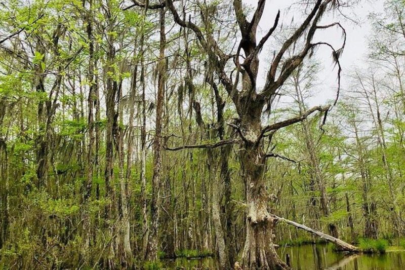 New Orleans: Honey Island Swamp and Bayou Boat Tour - Tour Timing and Flexibility