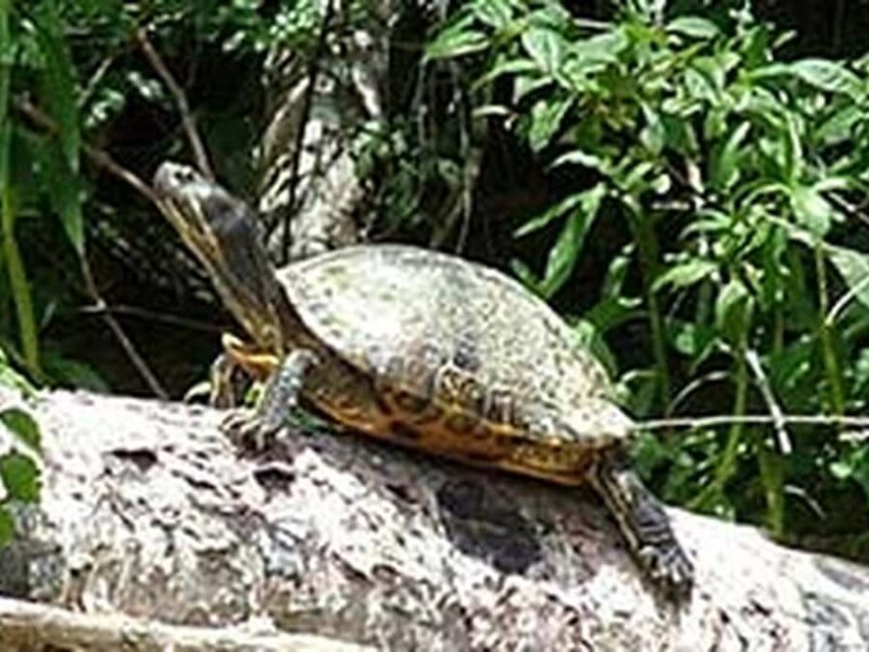 New Orleans: Honey Island Swamp Tour - Honey Island Swamp Tour: The Final Word