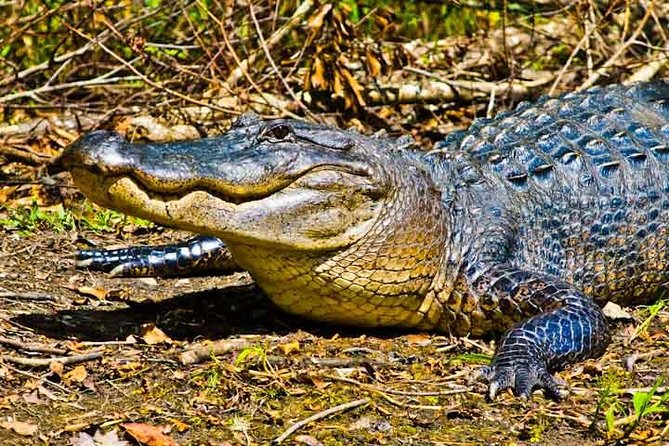 New Orleans Large Airboat Swamp Tour - Key Points