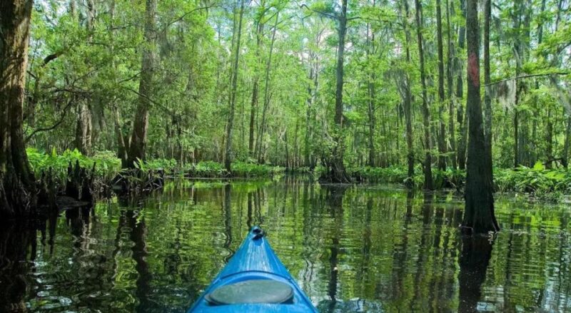 New Orleans: Manchac Magic Kayak Swamp Tour - Final Thoughts on the Manchac Magic Kayak Swamp Tour