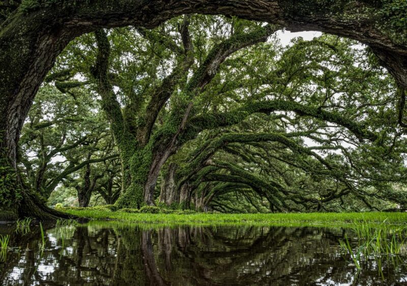 New Orleans: Oak Alley Plantation Half Day Tour - Additional Options at the Plantation: Dining and Shopping
