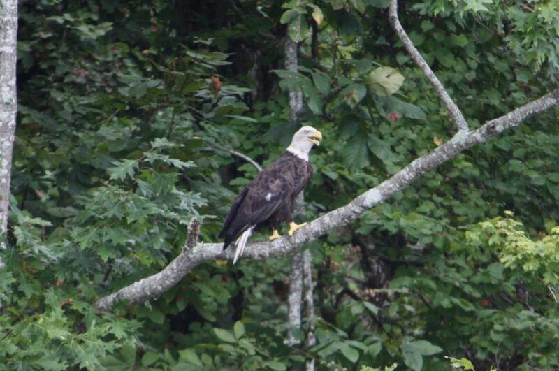 New Orleans: Oak Alley Plantation -N- Swamp Tour Full Day - Highly Praised Aspects from Past Participants