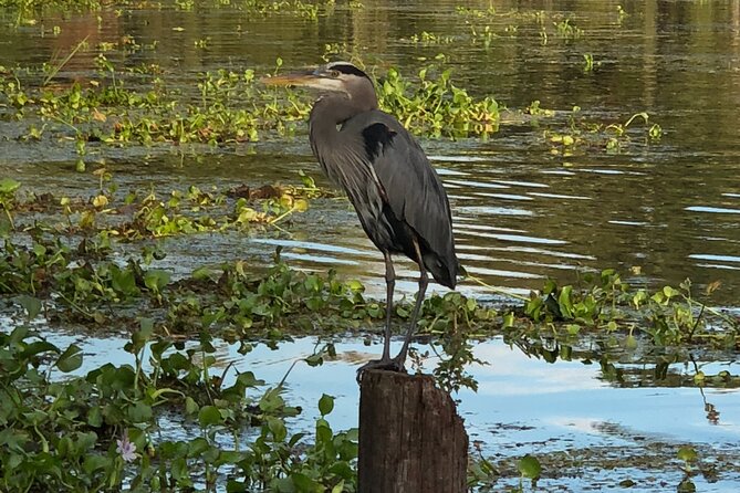 New Orleans Premium Six-Passenger Airboat Adventure - Key Points