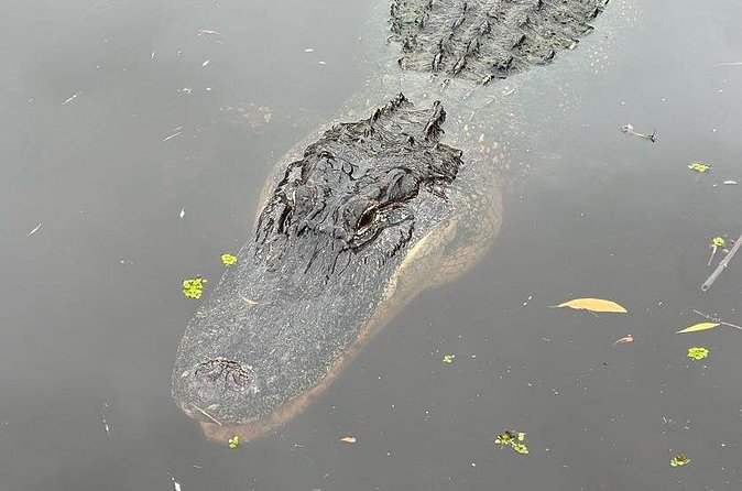 New Orleans Premium Six-Passenger Airboat Adventure - Who Should Consider This Tour?