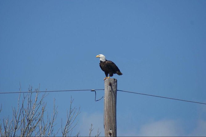 New Orleans Small-Group Airboat Swamp Tour - The Power of the Airboat and Its Technical Details