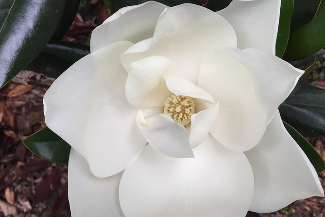 New Orleans Small-Group Garden District Walking Tour - Practical Tips for the Tour Experience