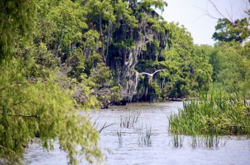 New Orleans: Swamp Tour on Covered Pontoon Boat - The Guides: Knowledgeable and Cajun-Inspired Commentary