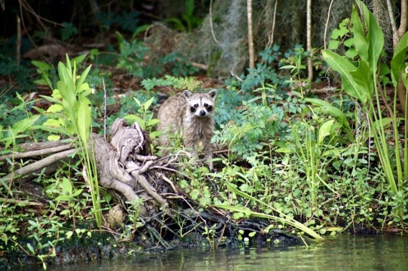 New Orleans: Swamp Tour on Covered Pontoon Boat - Accessibility and Comfort on the Pontoon Boat