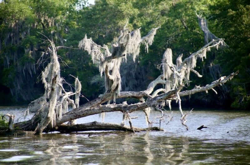 New Orleans: Swamp Tour on Covered Pontoon Boat - Why Choose This Swamp Tour in New Orleans?