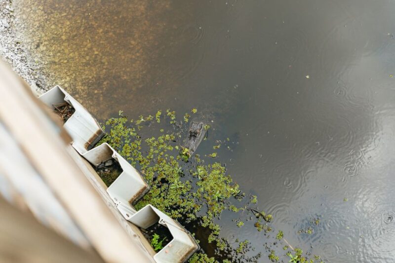 New Orleans: Swamp Zipline Tour - Starting Point: From Frenier to the Maurepas Swamp