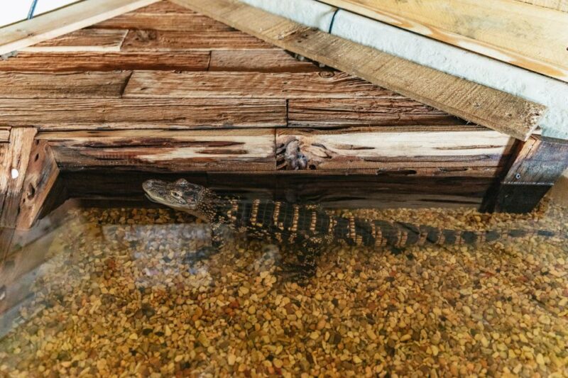 New Orleans: Swamp Zipline Tour - Practical Info: Meeting Point, Equipment, and What to Bring