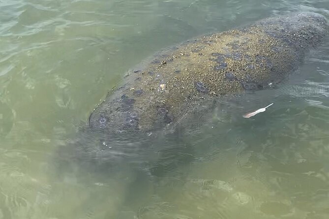 New Smyrna Dolphin and Manatee Kayak and SUP Adventure Tour - The Role of the Guides and the Paddling Experience