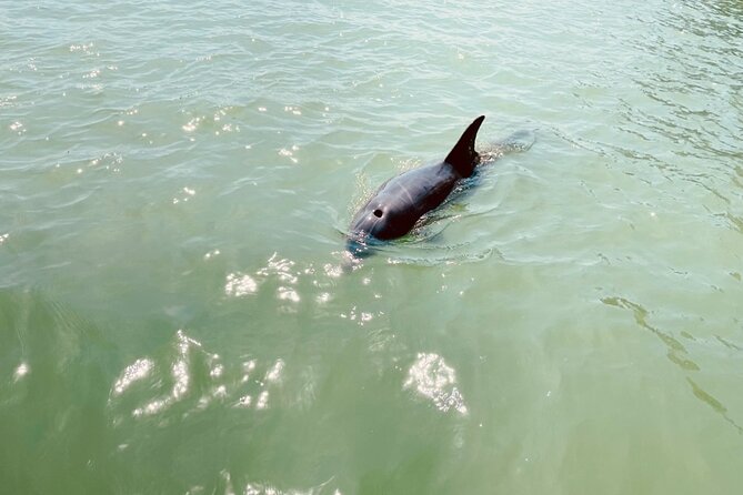 New Smyrna Dolphin and Manatee Kayak and SUP Adventure Tour - Physical Requirements and Accessibility