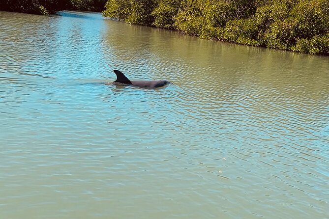 New Smyrna Dolphin and Manatee Kayak and SUP Adventure Tour - Booking and Cancellation Policies