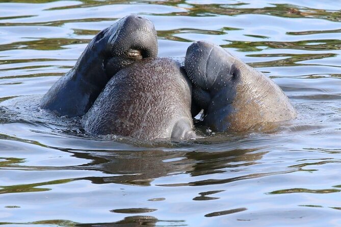 New Smyrna Mangrove Paddle & Mimosa Tour - Frequently Asked Questions