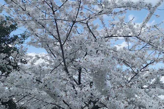 New York to Washington D.C. Spring Cherry Blossom Full-Day Tour - Optional In-Depth Tour of Nearby Memorials