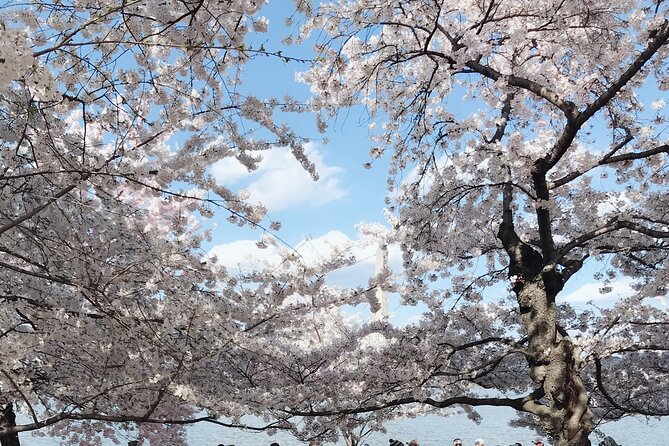 New York to Washington D.C. Spring Cherry Blossom Full-Day Tour - Returning to New York City with Scenic Views