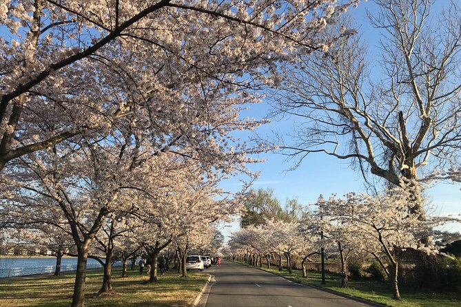New York to Washington D.C. Spring Cherry Blossom Full-Day Tour - What Sets This Tour Apart from Others