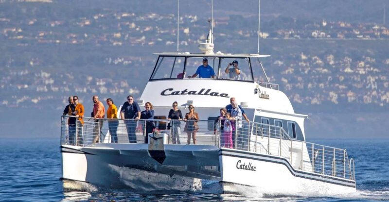 Newport Beach: Luxury Whale Watching Catamaran Cruise - Discovering Multiple Species of Marine Mammals