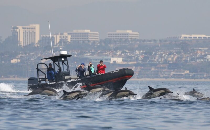Newport Beach: Ultimate Whale Watching Adventure - The Speed and Reach of the Custom-Built RIB Boat