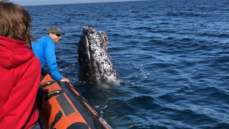 Newport Beach: Ultimate Whale Watching Adventure - Practical Tips for the Whale Watching Tour