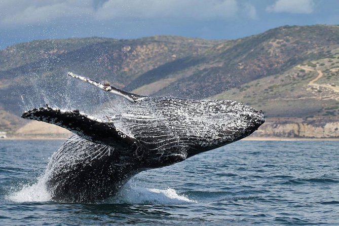 Newport Beach Whale and Dolphin Watching Cruise - The Experience of Watching Marine Mammals