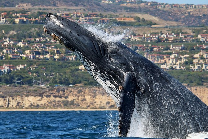 Newport Beach Whale and Dolphin Watching Cruise - Practical Tips for a Successful Trip