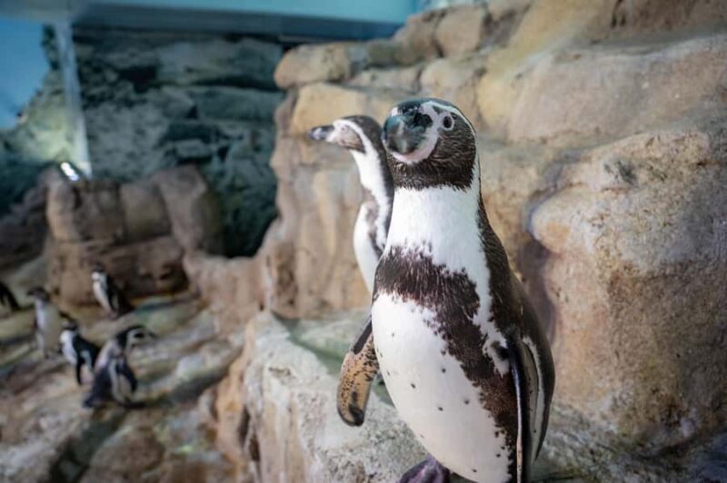 Niagara: Aquarium of Niagara General Admission - Location and How to Get There