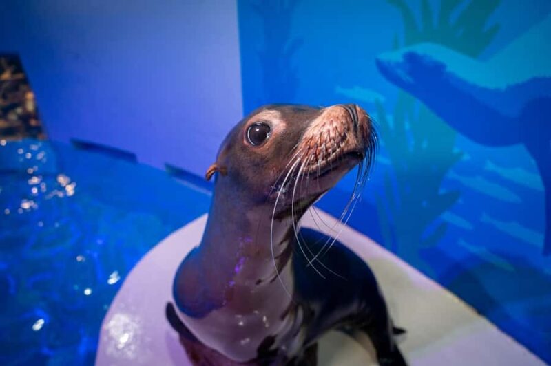 Niagara: Aquarium of Niagara General Admission - Comparing to Other Local Attractions