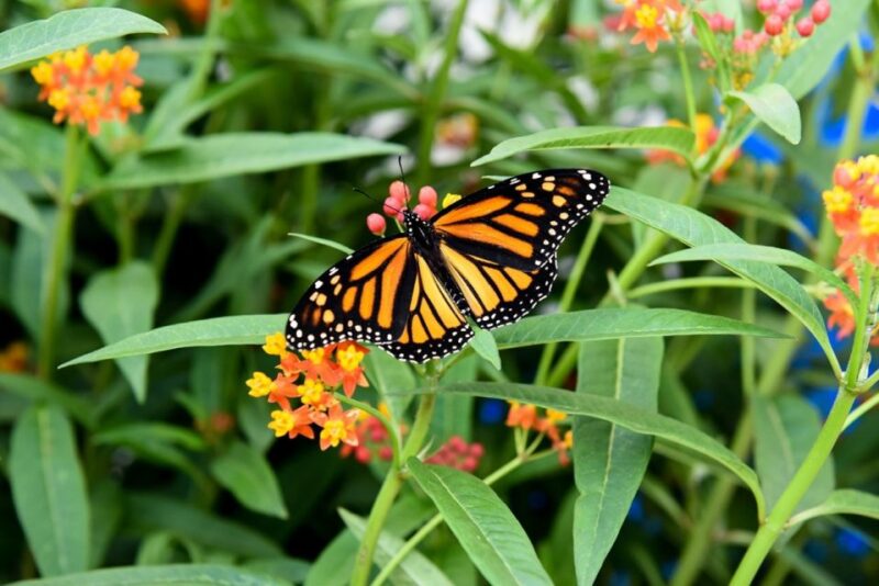 Niagara Falls, Canada: Butterfly Conservatory Admission - Practical Details: Location, Parking, and Transport