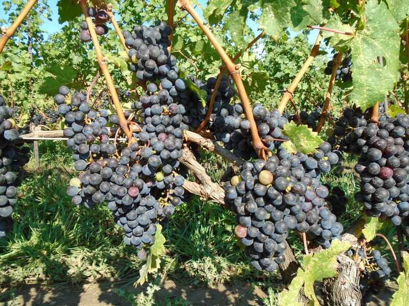 Niagara Falls, Canada: Full-Day Private Winery Tour - Practical Logistics and What’s Included