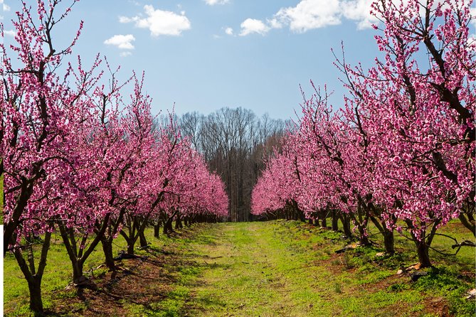 Niagara Falls Day Tour from Toronto Airport - Optional Niagara River Boat Cruise