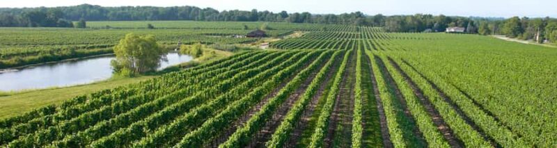 Niagara Falls: Guided Winery Tour with Tastings & Pickup - Key Points