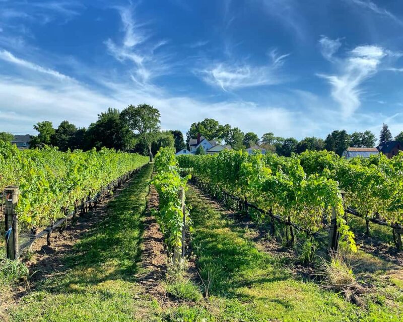 Niagara: Lunch in the Vineyard Experience - The Experience of the Guide and the Group