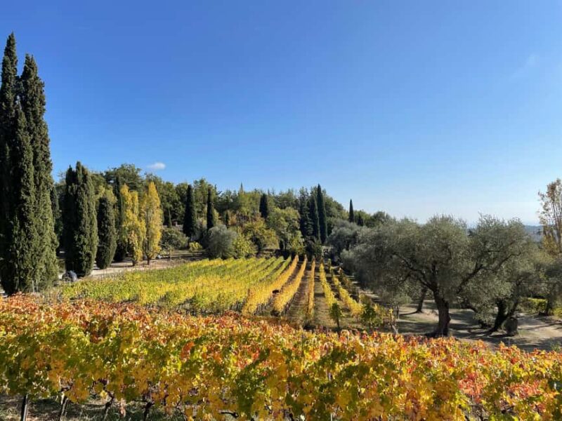 Nice: Full-Day Côtes de Provence Wine Tour - Exploring the Wineries and Tastings
