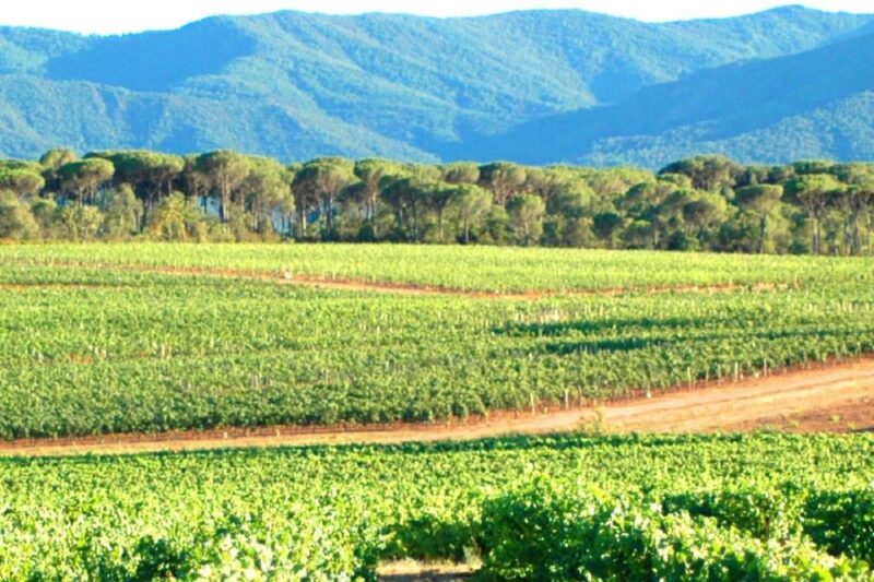 Nice: Full-Day Côtes de Provence Wine Tour - Guide Expertise and Tour Atmosphere