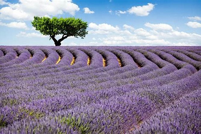 Nice: Gorges of Verdon and Fields of Lavender Tour - Pickup from Nice and the Scenic Drive to Provence