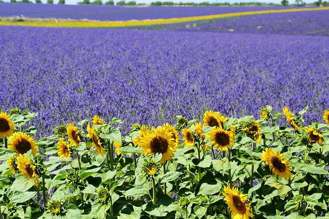 Nice: Gorges of Verdon and Fields of Lavender Tour - Lake Sainte-Croix: The Final Natural Wonder