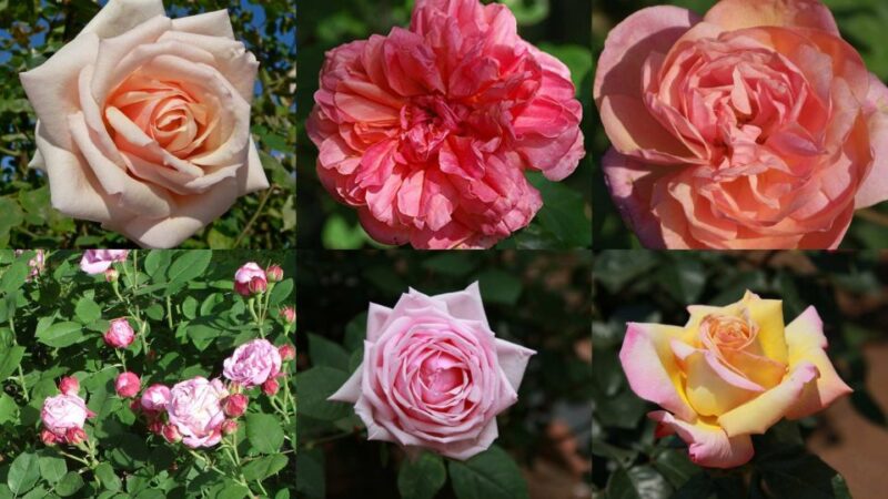 Nice: Medieval Villages Full-Day Guided Trip - The Charm of Small Group and Private Tour Options