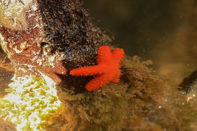 Nichupte Lagoon! Mangrove Kayaking Experience from Cancun - What Makes the Nichupte Lagoon Kayaking Tour Stand Out