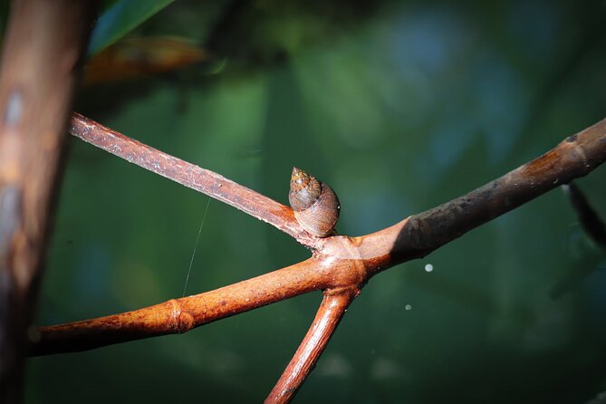 Nichupte Lagoon! Mangrove Kayaking Experience from Cancun - Practical Tips for Kayaking in the Mangroves