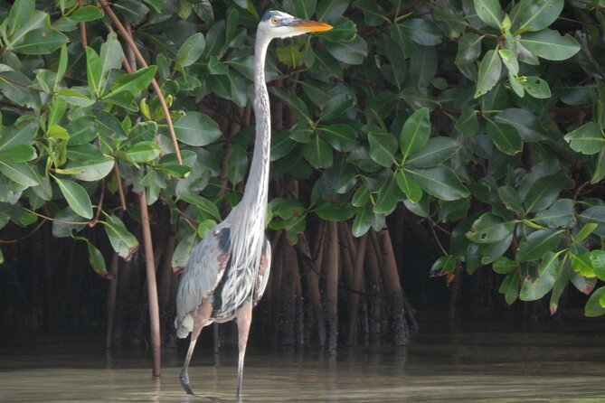 Nichupte Lagoon Wildlife Tour - Navigating the Mangrove Channels of Nichupte Lagoon