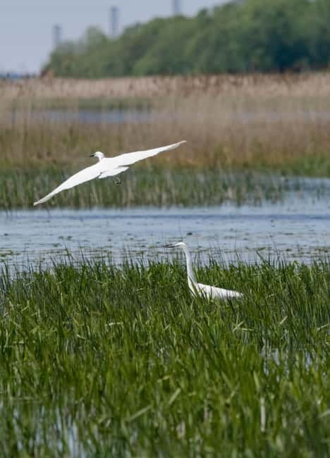 Nida: Bird-Watching Adventure in Nemunas Delta - Discover Lithuania’s Birdlife on a High-Speed Boat Tour in Nida