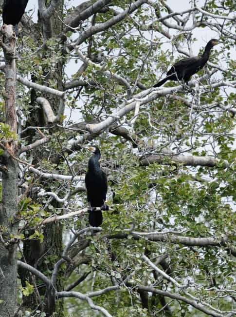 Nida: Bird-Watching Adventure in Nemunas Delta - Practical Tips and Considerations for the Tour