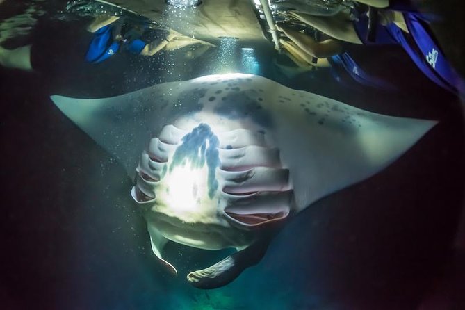 Night Manta Ray Experience - What’s Included and What to Bring