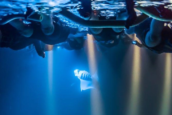 Night Manta Ray Experience - The Cost and Booking