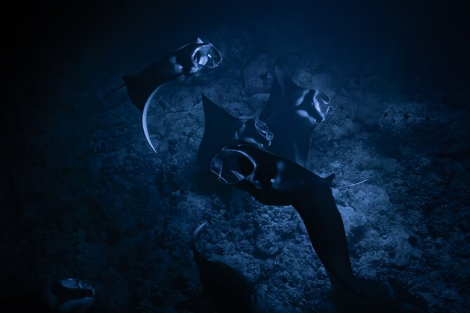 Night Manta Ray Snorkel with Videos - Discover the Night Manta Ray Snorkel with Videos on the Big Island of Hawaii