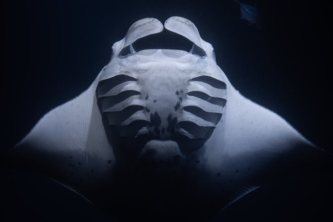 Night Manta Ray Snorkel with Videos - Key Points