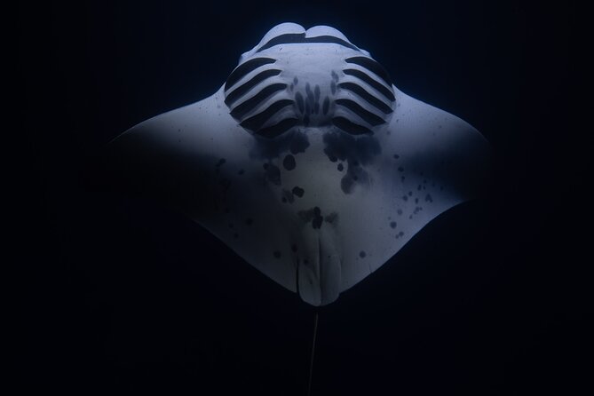 Night Manta Ray Snorkel with Videos - Sunset Views and Coastal Cruising